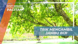 Menikmati Kenikmatan Jambu Biji di Sungai Maroon, Pacitan