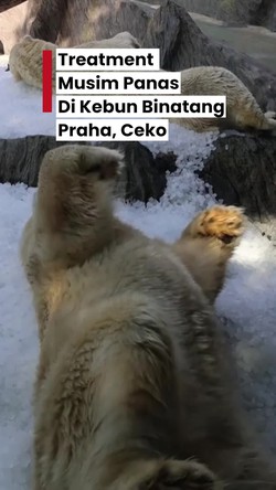 Video Treatment Musim Panas di Kebun Binatang Praha: Ada Balok Es Isi Buah