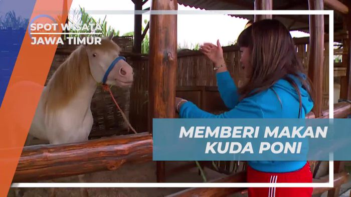 Beri Makan Kuda Poni di Selo Park, Jawa Timur