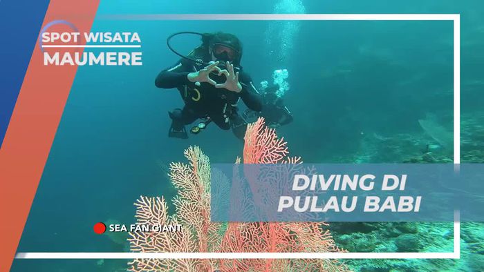 Eksplorasi The Crack Point saat Diving di Maumere