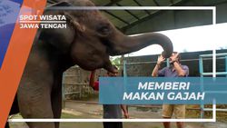 Memberi Makan Gajah yang Ramah di Taman Celosia, Pekalongan