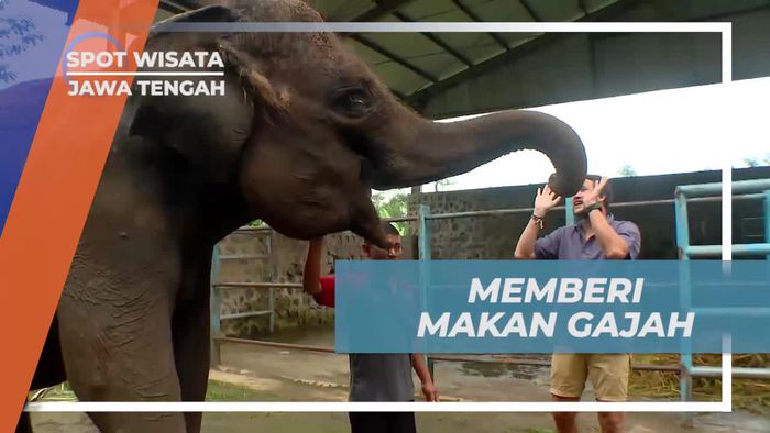 Memberi Makan Gajah yang Ramah di Taman Celosia, Pekalongan