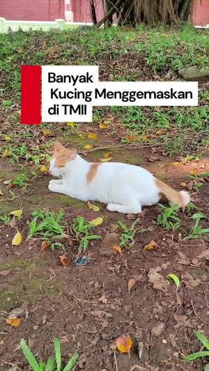 Video: Gemas! Kini TMII Jakarta Dipenuhi Kucing Gemoy
