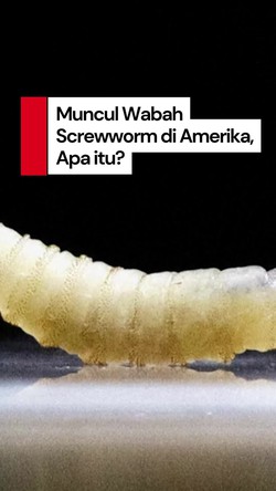 Video: Mengenal Screwworm, Parasit Pemakan Daging yang Mewabah di Amerika