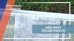 Menyaksikan Telur Penyu di Pulau Lombok dan Melindungi Satwa Langka  