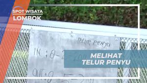 Menyaksikan Telur Penyu di Pulau Lombok dan Melindungi Satwa Langka  