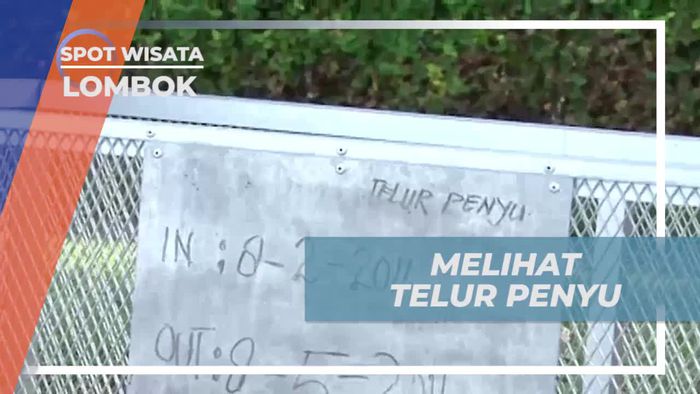 Menyaksikan Telur Penyu di Pulau Lombok dan Melindungi Satwa Langka  