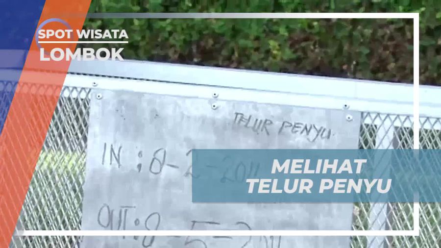 Menyaksikan Telur Penyu di Pulau Lombok dan Melindungi Satwa Langka  