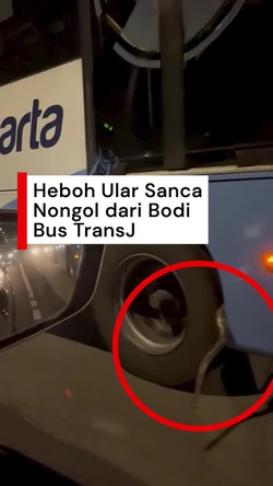 Video: Momen Ular Sanca Nongol dari Bodi Bus TransJakarta