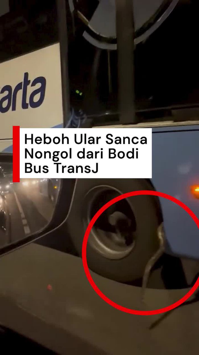 Video: Momen Ular Sanca Nongol dari Bodi Bus TransJakarta