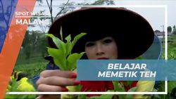 Mencoba Memetik Daun Teh Segar dan Rasakan Sensasi Seru di Wisata Agro Wonosari, Malang  