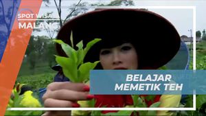 Mencoba Memetik Daun Teh Segar dan Rasakan Sensasi Seru di Wisata Agro Wonosari, Malang  