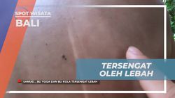 Mengalami Sengatan Lebah Saat Memanen Madu di Bali dan Belajar Mengatasinya  