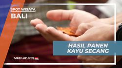 Menikmati Hasil Panen Kayu Secang yang Segar di Bali  