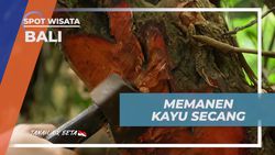 Memanen Kayu Secang dan Mengiris Batangnya di Bali  