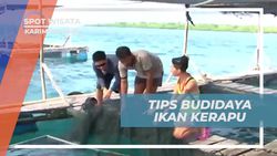 Mempelajari Tips Budidaya Ikan Kerapu yang Menguntungkan di Karimunjawa  
