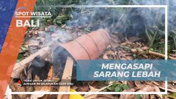 Mengasapi Sarang Lebah sebagai Persiapan Panen Madu di Bali  