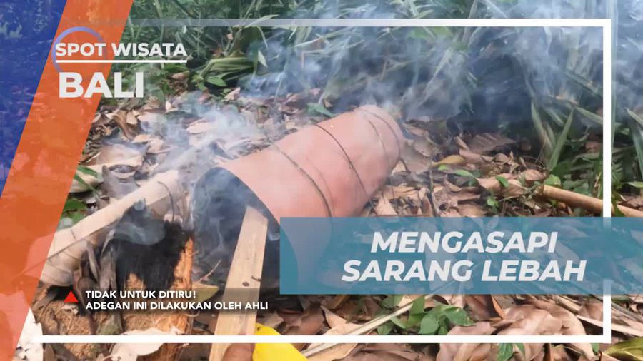 Mengasapi Sarang Lebah sebagai Persiapan Panen Madu di Bali  