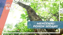 Mengenal Manfaat Pohon Secang di Desa Adat Tenganan Pegringsingan Bali  