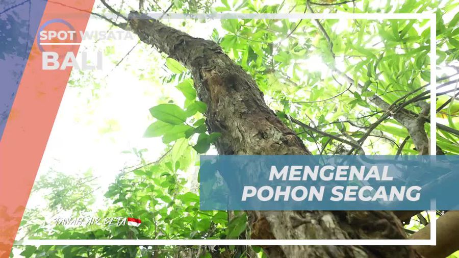 Mengenal Manfaat Pohon Secang di Desa Adat Tenganan Pegringsingan Bali  