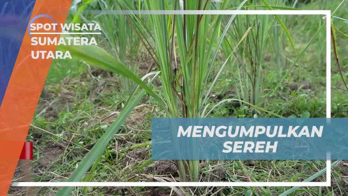 Mengumpulkan Sereh di Kebun untuk Kegiatan Wisata di Sumatera Utara  