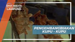  Melihat Proses Pengembangbiakan Kupu-Kupu di Lampung  