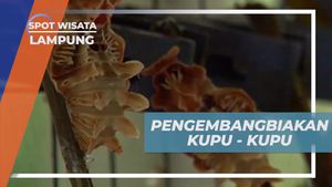 Melihat Proses Pengembangbiakan Kupu-Kupu di Lampung  