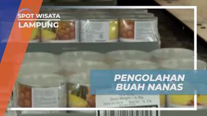 Mengikuti Proses Pengolahan dan Packing Buah Nanas di Lampung  