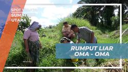 Mengetahui Rumput Liar Oma-Oma untuk Membersihkan Gigi di Sumatera Utara  