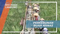 Mengunjungi Perkebunan Nanas dan Melakukan Panen dengan Mesin di Lampung  