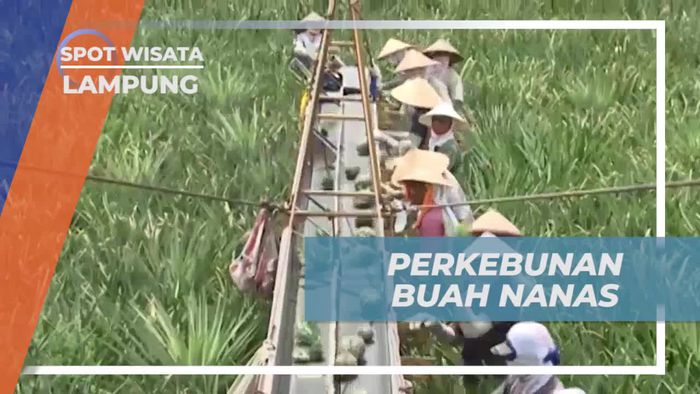 Mengunjungi Perkebunan Nanas dan Melakukan Panen dengan Mesin di Lampung  