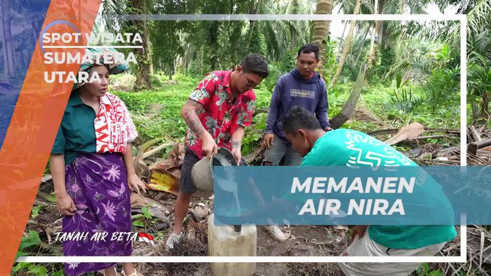 Menyelami Proses Memanen Air Nira di Sumatera Utara  