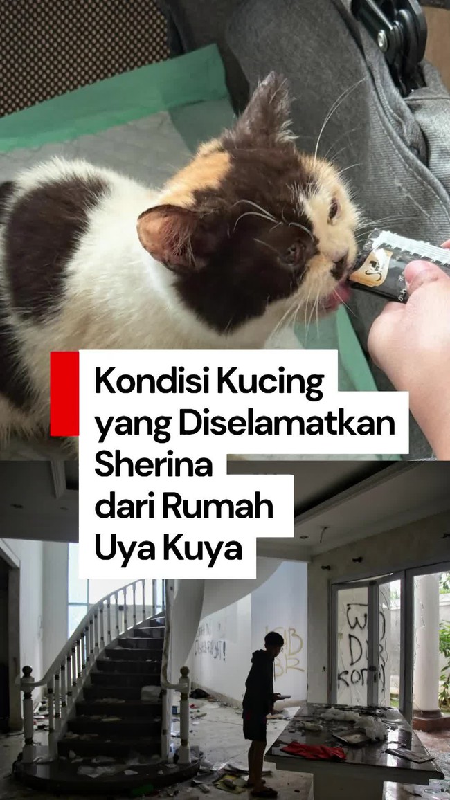 Video: Sherina Kabarkan Kondisi Kucing yang Diselamatkan dari Rumah Uya Kuya