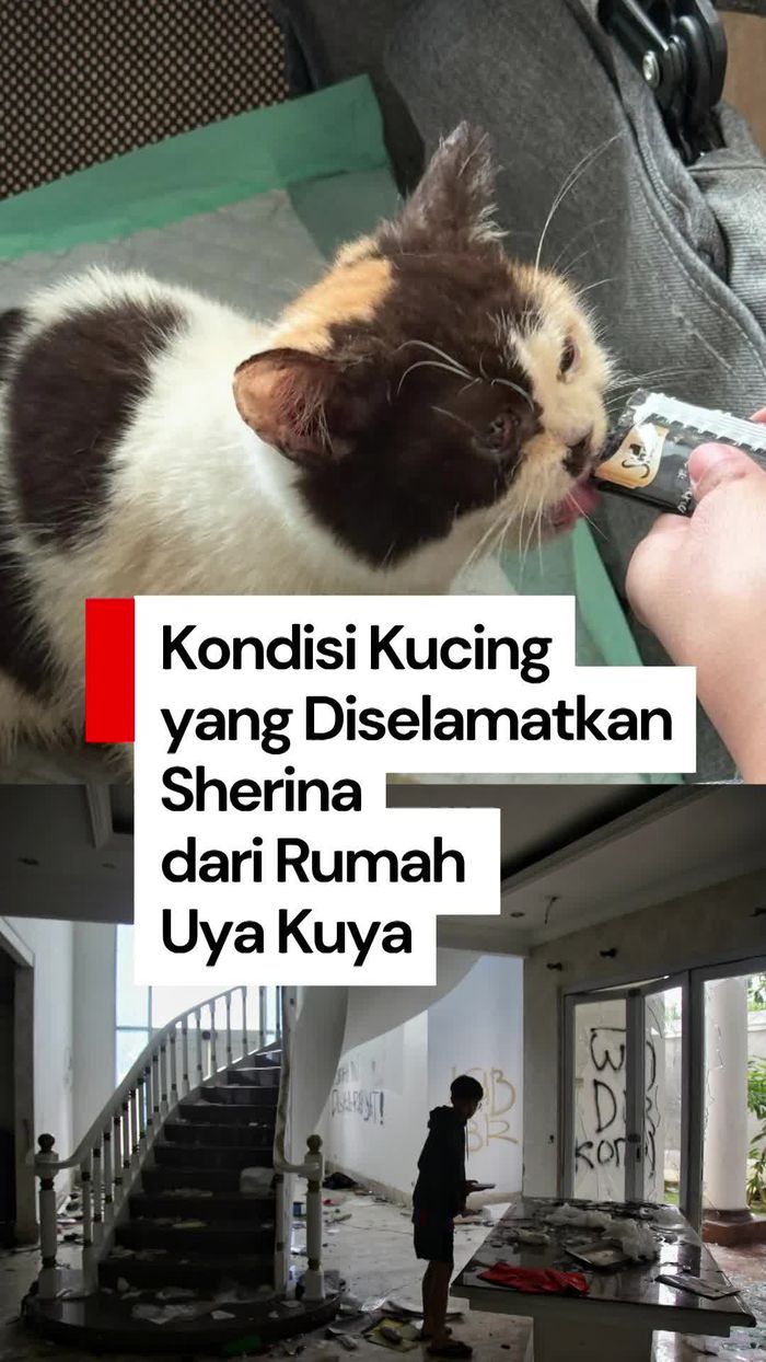Video: Sherina Kabarkan Kondisi Kucing yang Diselamatkan dari Rumah Uya Kuya