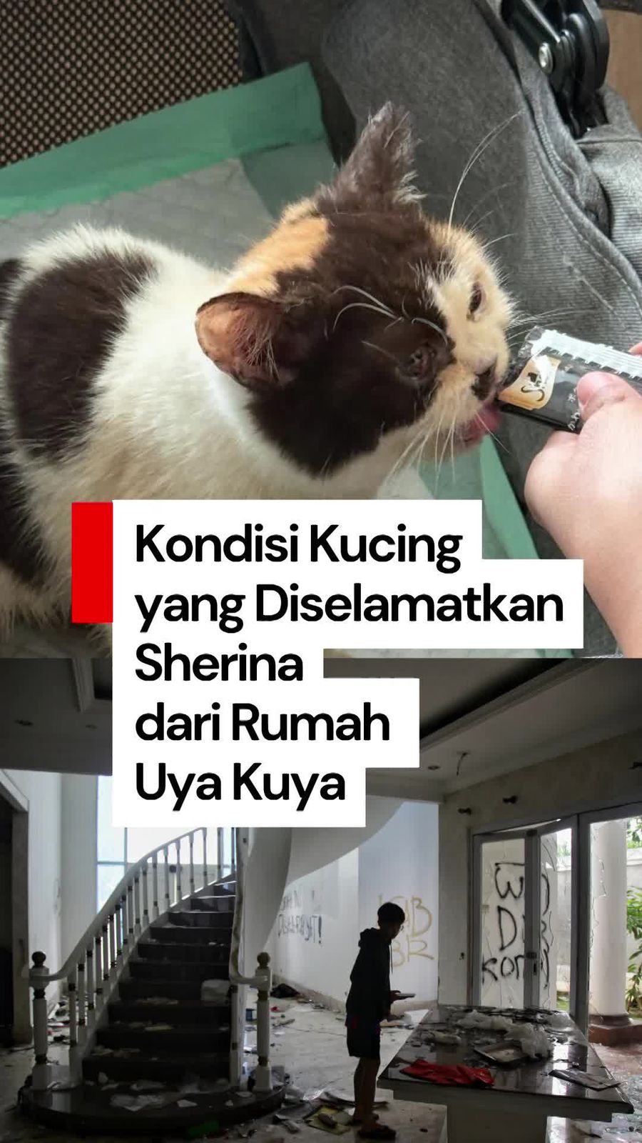 Video: Sherina Kabarkan Kondisi Kucing yang Diselamatkan dari Rumah Uya Kuya