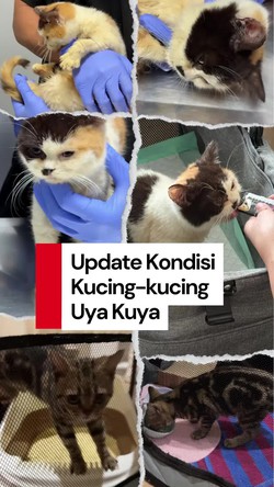 Video Update dari Sherina Munaf soal Nasib Kucing-kucing Uya Kuya