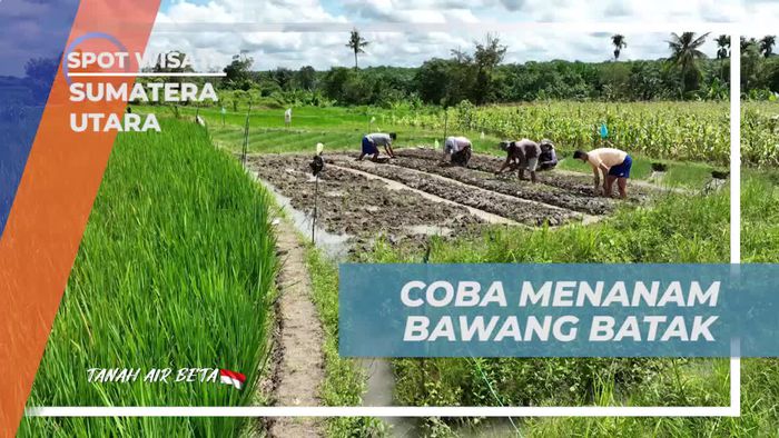 Belajar Menanam Bawang Batak Bersama Warga di Sumatera Utara  