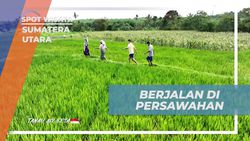Menyusuri Persawahan Indah di Desa Simarimbun Dolok, Sumatera Utara  