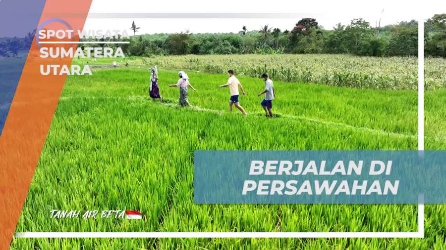 Menyusuri Persawahan Indah di Desa Simarimbun Dolok, Sumatera Utara  