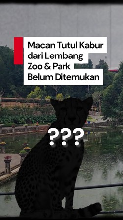 Video: Macan Tutul yang Kabur dari Lembang Zoo Masih Berkeliaran