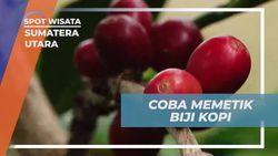 Mengunjungi Kebun Kopi Arabica dan Memetik Biji Kopi di Sumatera Utara  