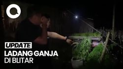 Video: Geger Temuan Ladang Ganja di Blitar Usai Polisi Tangkap Perusuh