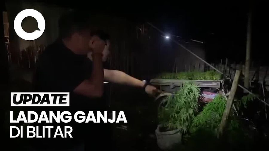 Video: Geger Temuan Ladang Ganja di Blitar Usai Polisi Tangkap Perusuh
