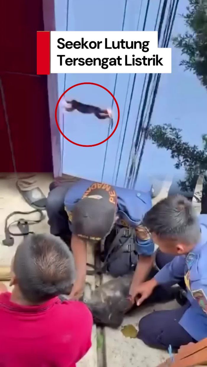 Video: Detik-detik Lutung Jawa Tewas Tersengat Listrik di Sukabumi