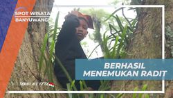 Berhasil Menemukan Radit yang Tersangkut di Pohon di Hutan De Djawatan Banyuwangi  