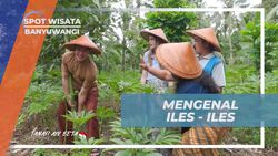 Mengenal Tanaman Iles-Iles dan Khasiatnya di Desa Kampung Anyar Banyuwangi