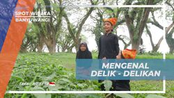 Menyelami Permainan Tradisional Delik-Delikan di Hutan De Djawatan Banyuwangi  