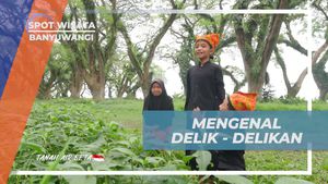 Menyelami Permainan Tradisional Delik-Delikan di Hutan De Djawatan Banyuwangi  