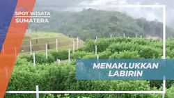 Menaklukkan Labirin dan Menemukan Pintu Keluar di Taman Simalem, Sumatera Utara  