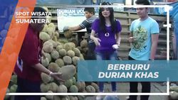 Mencicipi Durian Khas Medan yang Lezat di Sumatera Utara  